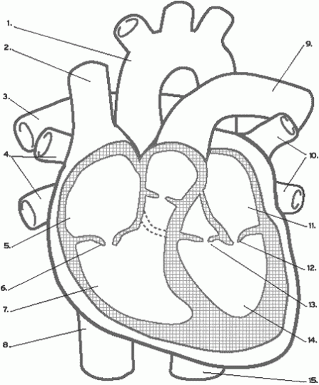 heartdiagram.gif